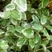 Sadnice - žbunaste vrste: Euonymus fortunei Silver Carpet, slika2